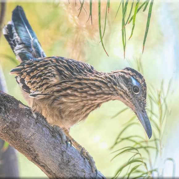 Meet your Posher, Marilyn, from Joshua Tree! - Picture 11 of 15
